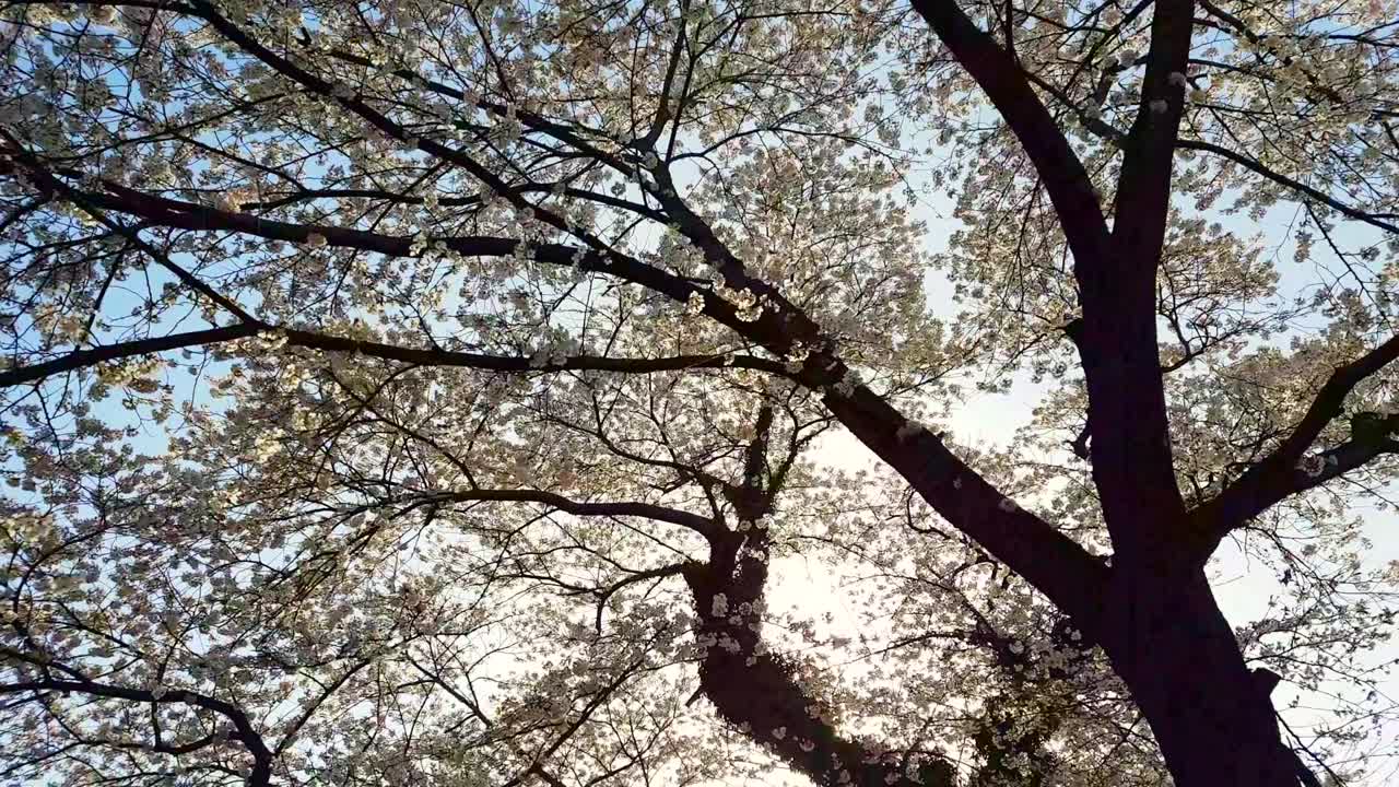 일본 센다이 현의 전통 축제 기간 동안 아침 빛으로 꽃이 피는 체리 꽃 에서 고 있습니다.