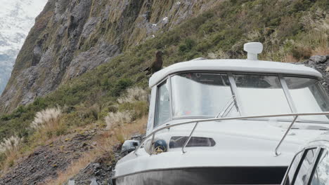 Loro-Alpino-Kea-Caminando-Sobre-El-Techo-Rígido-De-Un-Barco-En-Fiordland,-Nueva-Zelanda