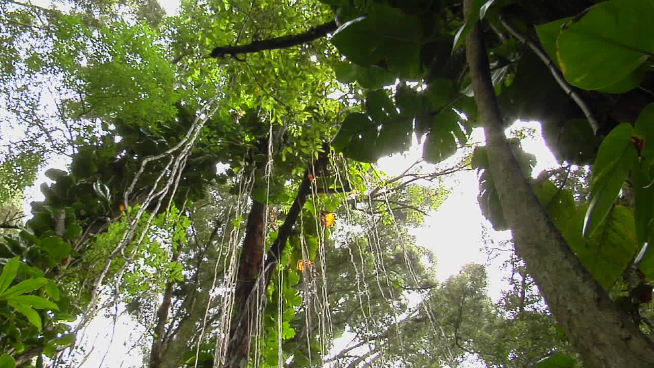 una gran toma en ángulo bajo de una selva tropical o selva tropical 1