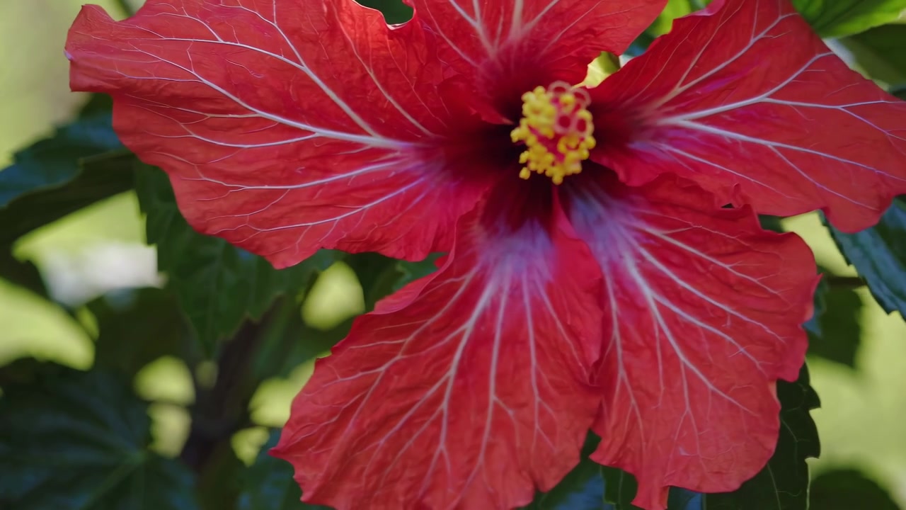 Primo piano di un vivace fiore di ibisco rosso che sboccia alla luce del sole