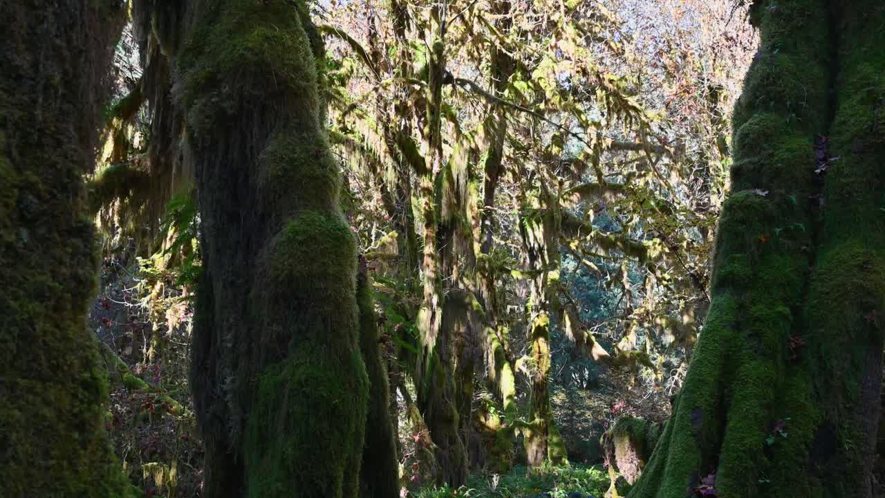 Pan through mossy trees in Olympic National Park, Washington
