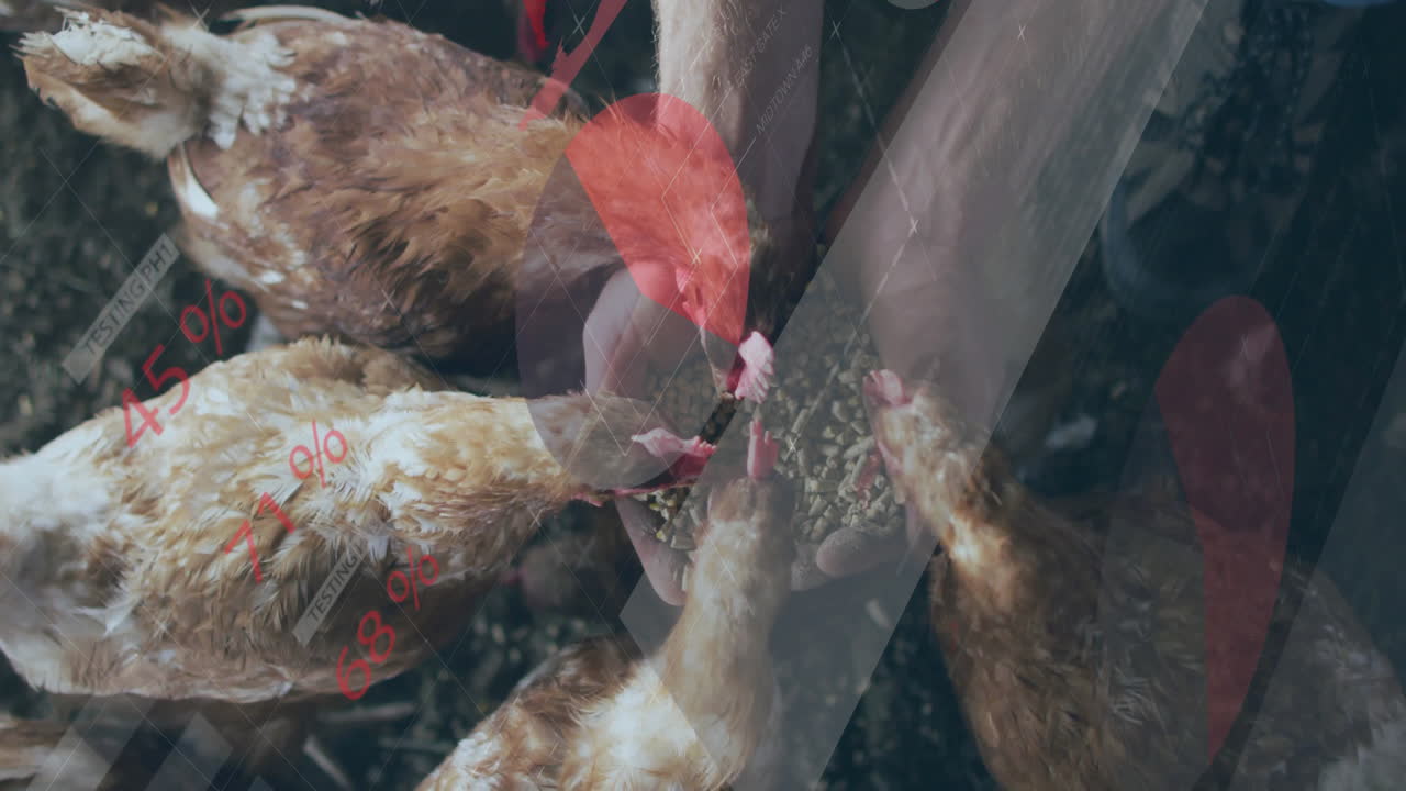 Tangan seseorang memberi makan pelet kepada ayam betina cokelat di latar pertanian, menampilkan overlay geometris merah putih
