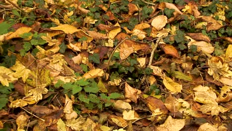 autumn leaves lying on the ground in the english village of asfordby valley near melton mowbray in the county of leicestershire