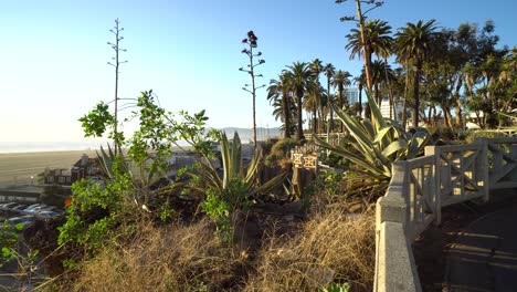 Static-shot-of-palm-trees-with-ocean-background-in-Santa-Monica,-California