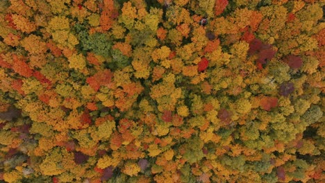 Vibrant-Autumn-Colors-Over-Mountain-Forest-Near-Vermont,-United-States