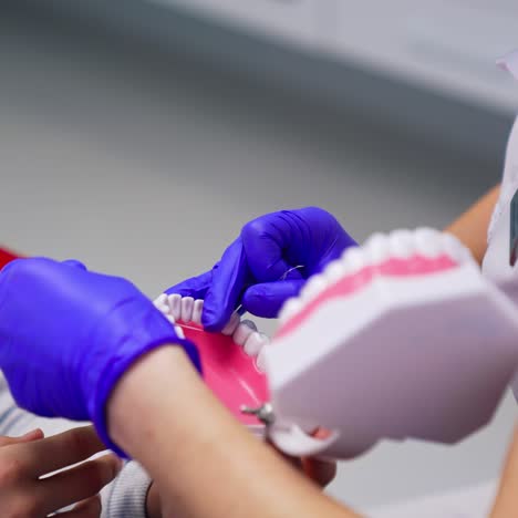 stomatologist learning dental care. female dentist shows on a jaw mock how to use dental floss. close-up. dentistry concept