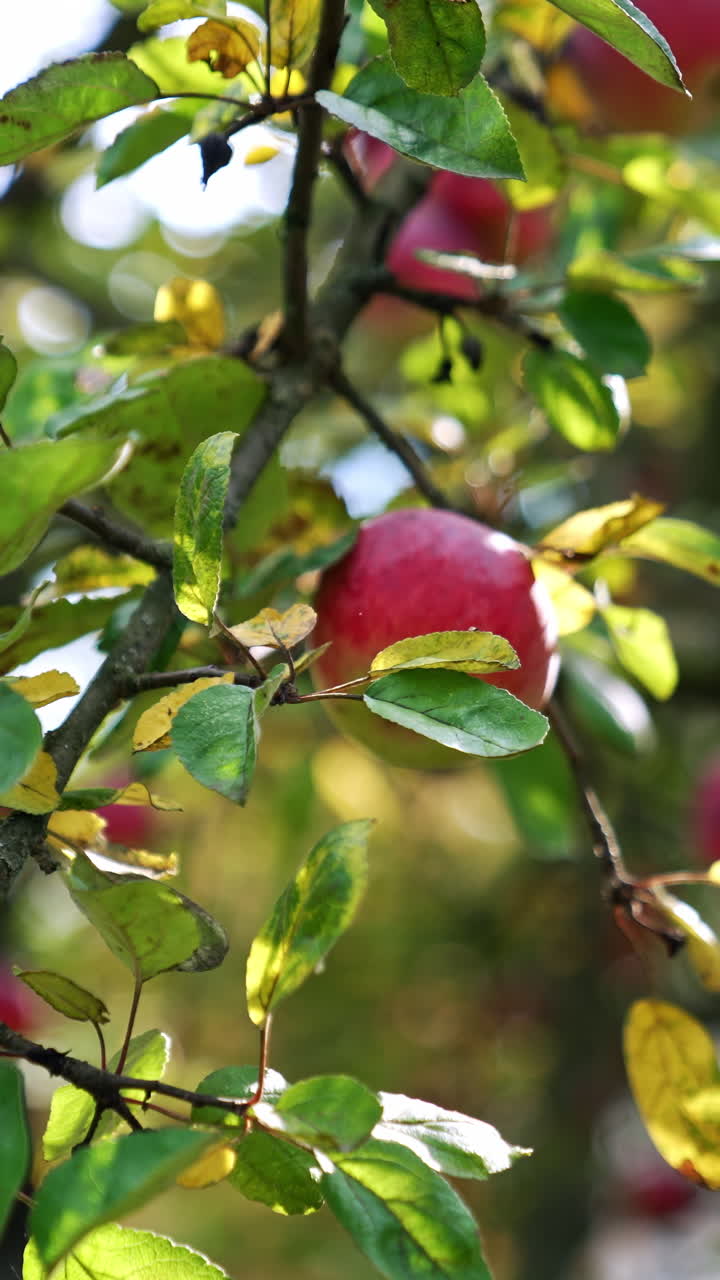 Autumn harvesting season in the apple orchard. Tree branches with delicious ripe fruit ready for gathering. Lose up. Vertical video
