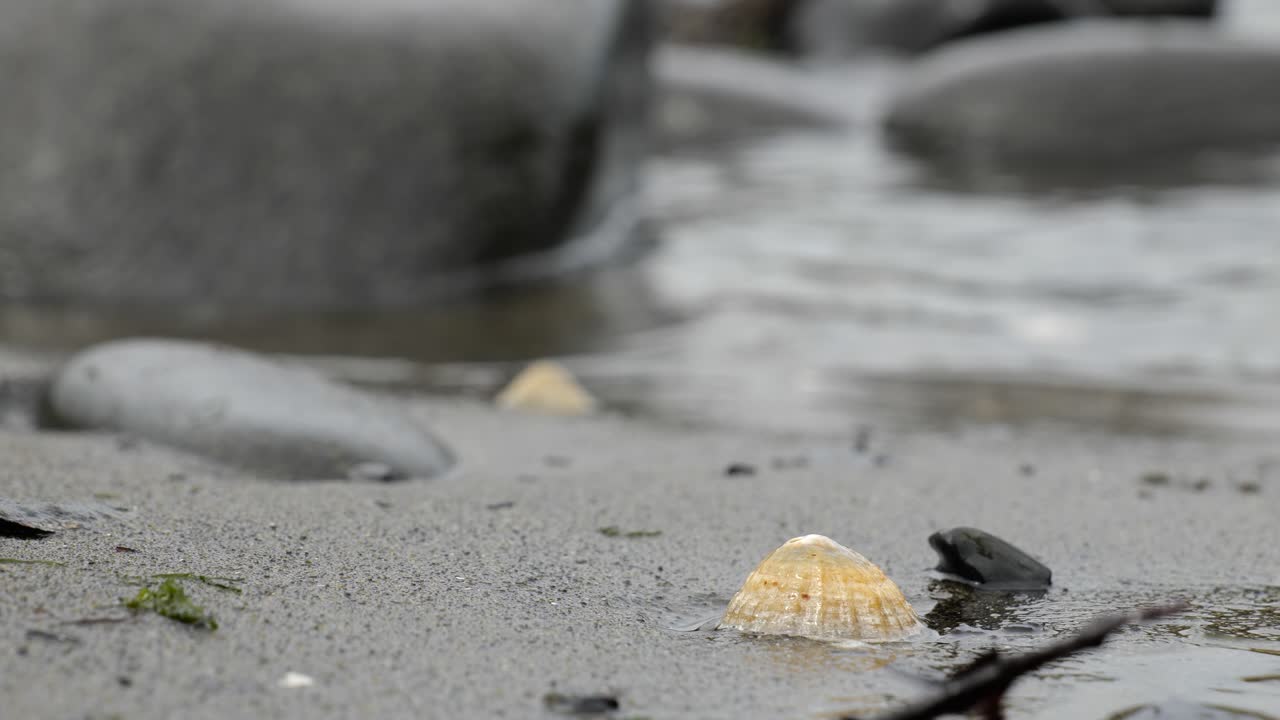 영국 스코틀랜드 스카이 섬의 모래사장에 있는 노란색 코클 껍질