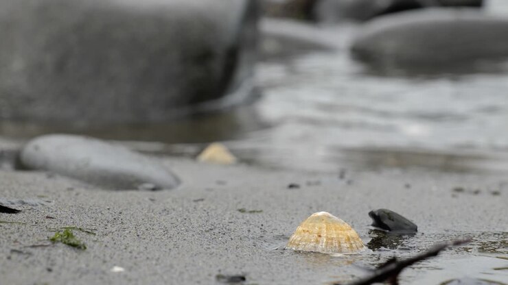 Yellow cockle shell on a sandy beach in Isle of Skye, Scotland, UK