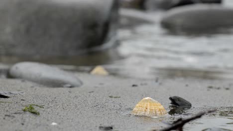 yellow cockle shell on a sandy beach in isle of skye, scotland, uk