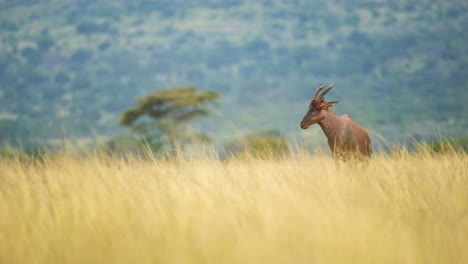 african wildlife safari animal in tall grass of luscious savannah and acacia tree forest in background, maasai mara national reserve, kenya, africa safari animals in masai mara north conservancy