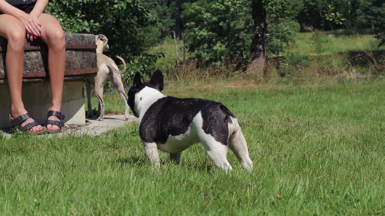 프렌치 불독 미소 행복한 슬로우 모션 4x 1080p