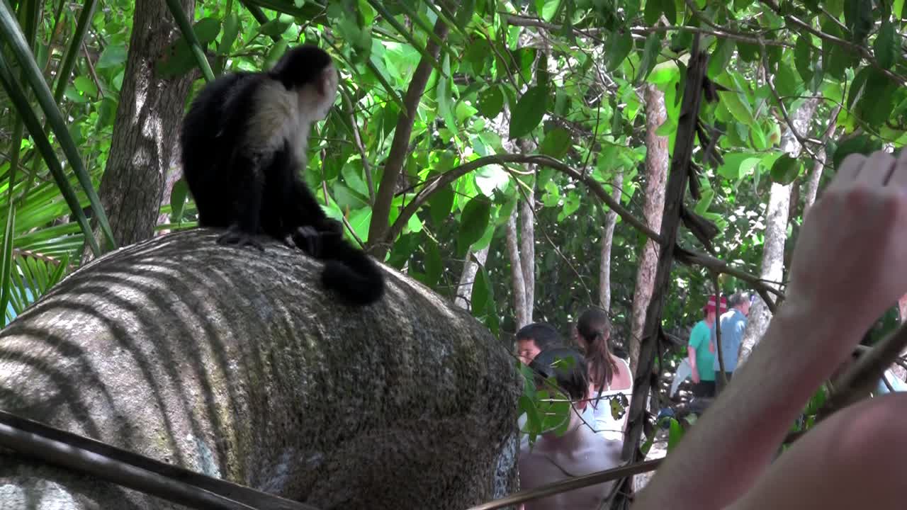 monos capuchinos de cara blanca juegan en una palmera en un zoológico en costa rica