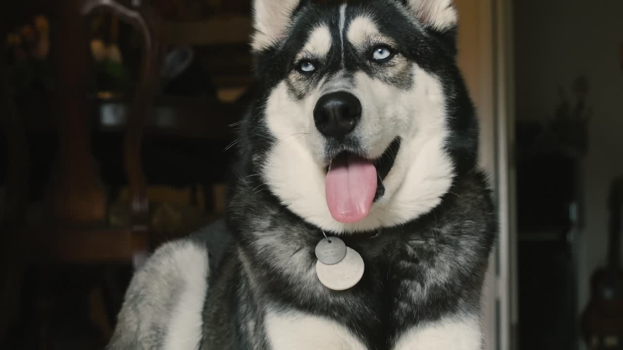 Cute husky dog got bored and sleepy.