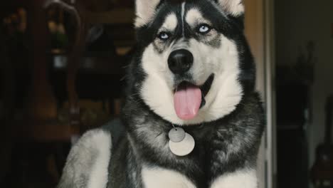 cute husky dog got bored and sleepy.