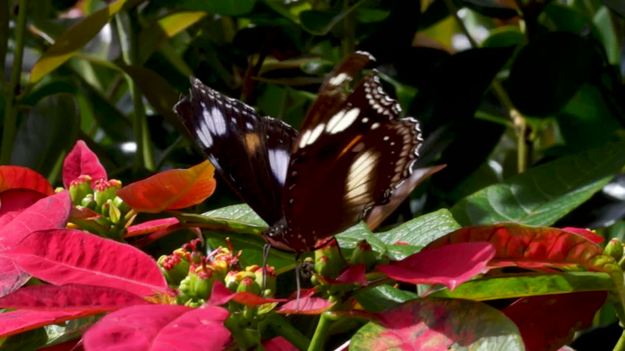 mariposa de cola de golondrina de huerta grande que se alimenta de la flor de poinsettia