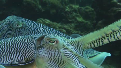 Courtship-behavior-of-Pharaoh-cuttlefish