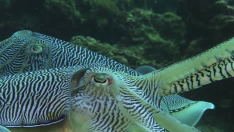 courtship behavior of pharaoh cuttlefish