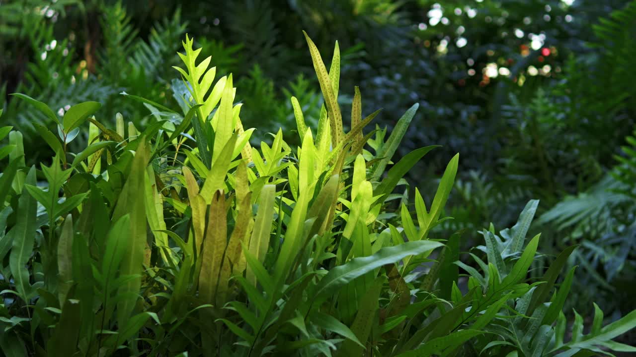 A captivating view of vibrant greenery highlighting nature's beauty in a lush forest