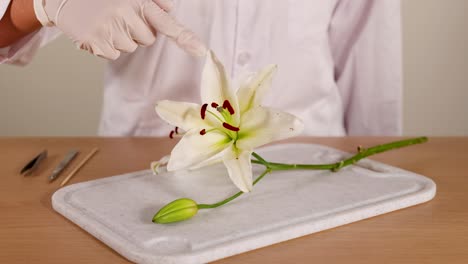 a scientist in a lab coat examines a lily flower on a tray, highlighting its anatomical features under bright lighting