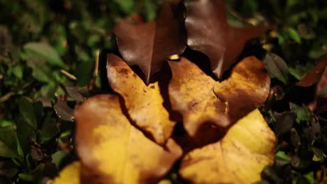 Herbstblätter-Farbiges-Hintergrundkonzept