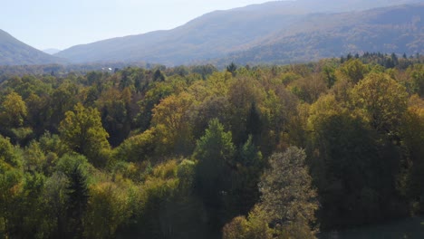 Sunny-forest-in-the-rays-of-the-sun