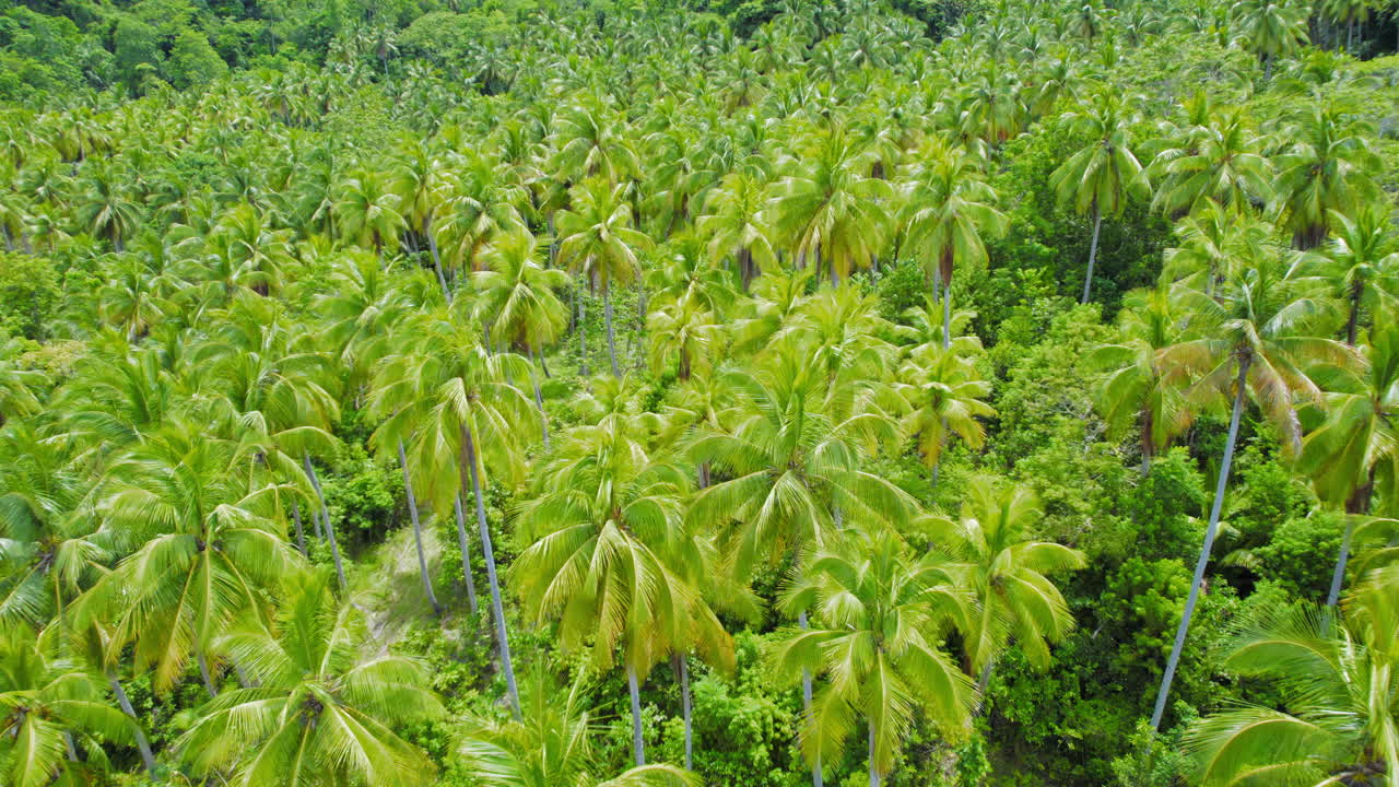 volando sobre un área densa de palmeras tropicales verdes y exuberantes durante el día soleado