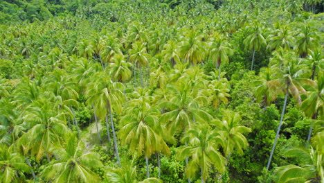 flying over dense area of lush green tropical palm trees jungle during sunny daylight