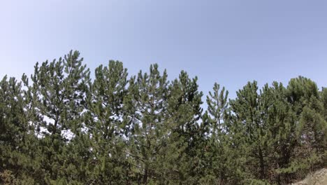 evergreen spruce tree in the forest, nature landscape, clear sky