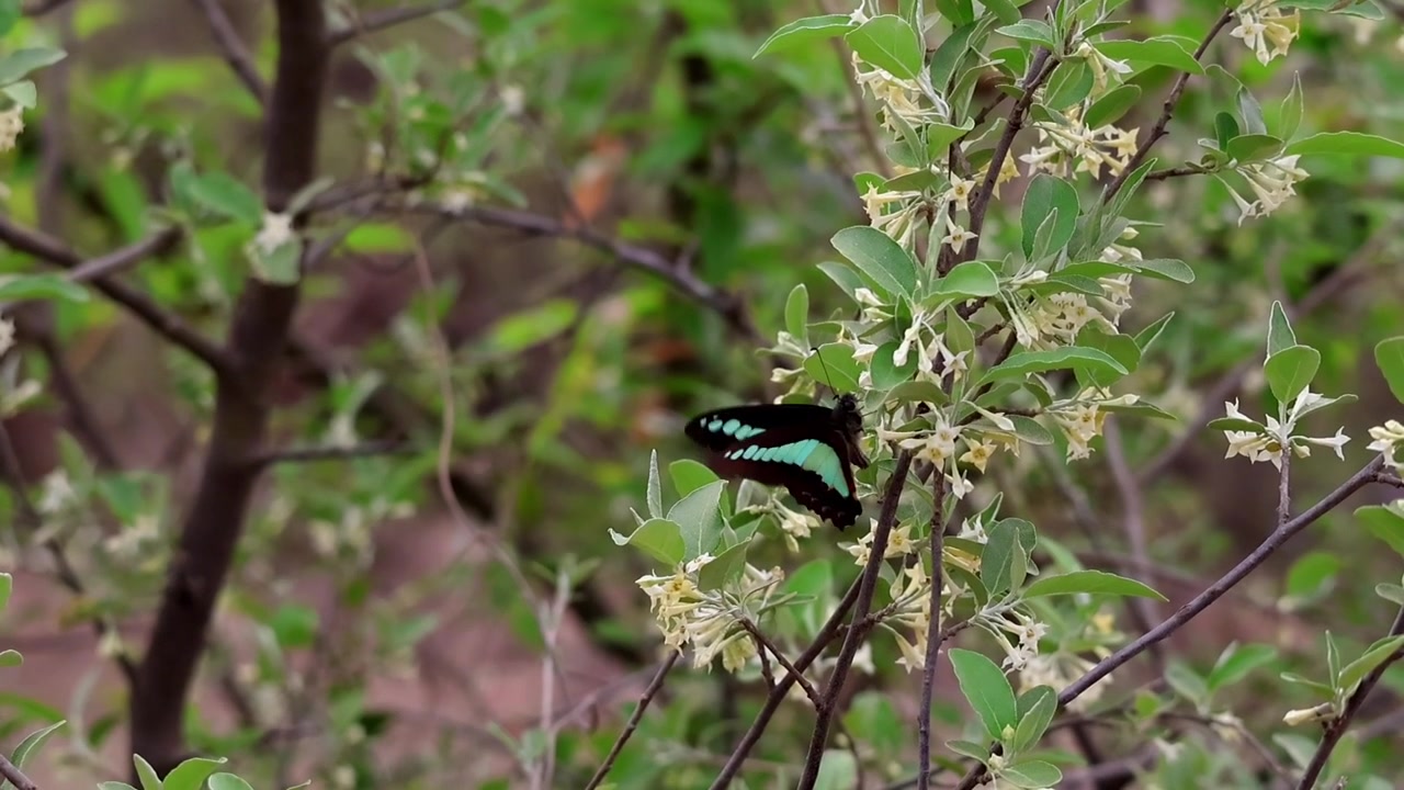 Baharda ormanda, çiçek açan Japon İğdesi (Elaeagnus umbellata) çiçeklerini polenlerken nektar toplayan bir Mavi Şişe Kelebeği'nin (Graphium sarpedon) yakın çekim ağır çekim görüntüleri
