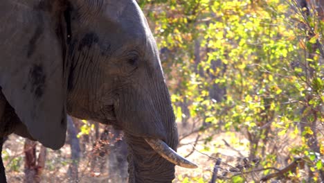 elefante africano caminando en la naturaleza