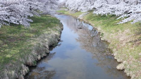 vista del pequeño canal con el bosque de árboles de flores de sakura a ambos lados de la orilla del canal con flor de sakura en plena floración, río kannonji en la temporada de flores de fukushima-hanami-película de video 4k uhd