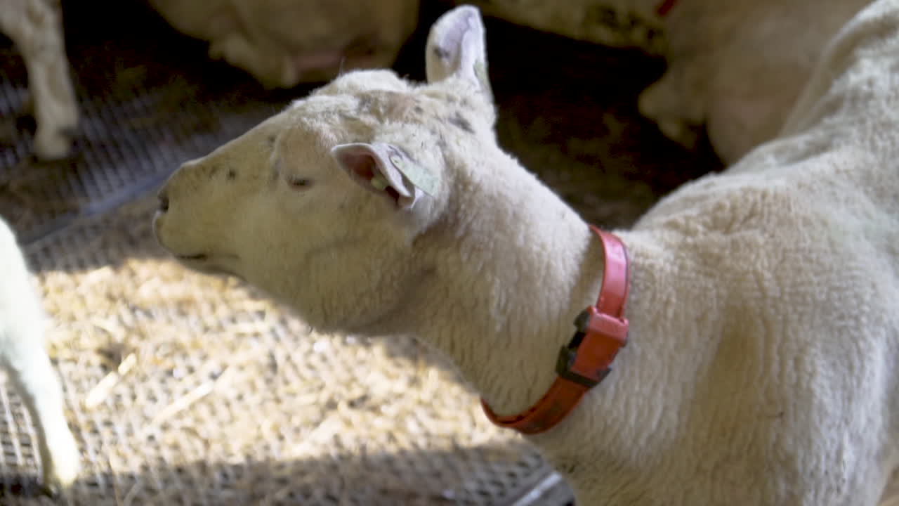 белая овца смотрит в камеру внутри овчарни и ест