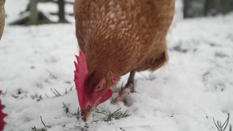 Close-up-of-free-range-hens-pecking-at-grass-in-the-snow