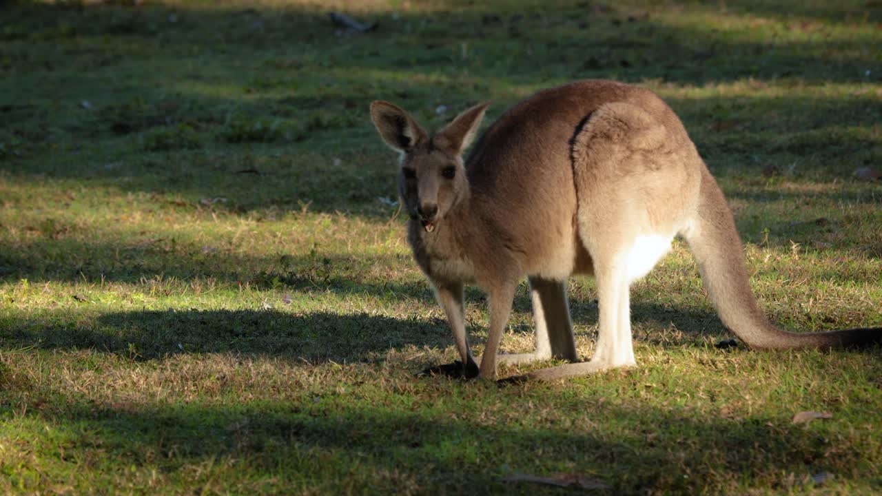 canguro gris oriental juvenil alimentándose bajo el sol de la mañana, parque de conservación del lago coombabah, gold coast, queensland