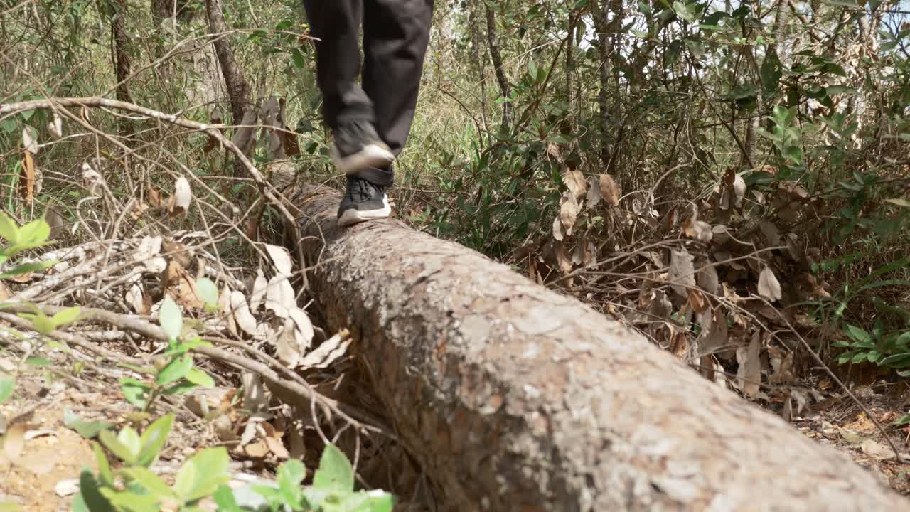 Person walking balancing along fallen tree log in the woods, adventure concept
