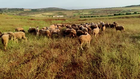 manada de carneros con grandes cuernos pastando hierba y jugando en los prados, preparándose para la venta en la fiesta de la religión islámica eid al adha