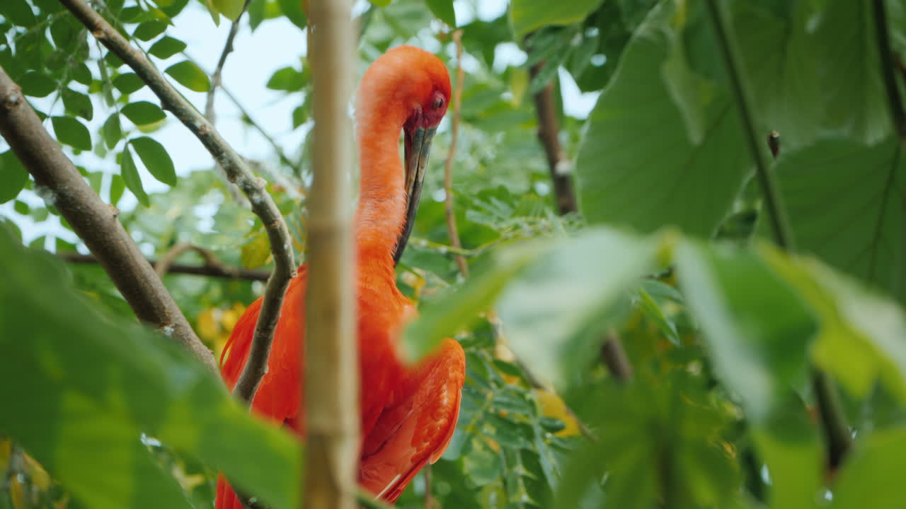 hermoso pájaro rojo ibis escarlata