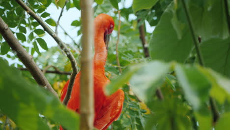 beautiful red bird scarlet ibis