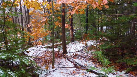 tour through the forest in winter to a road, snow, trees, branches, colored leaves, mount washington, new hamsire, us