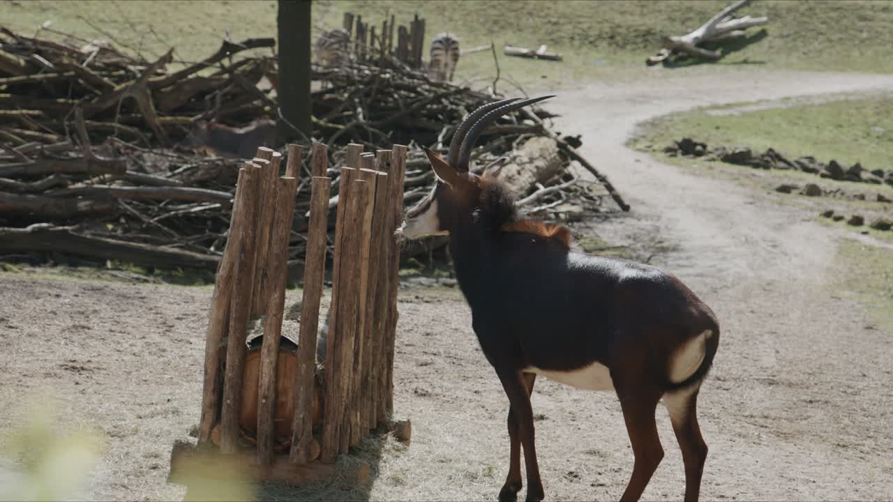 Antilope nera in piedi accanto a una mangiatoia all'interno di un recinto dello zoo, con un ambiente naturale e luce diurna, in una tranquilla scena di fauna selvatica.
