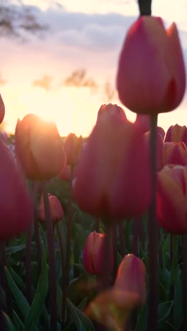 sunset tulips