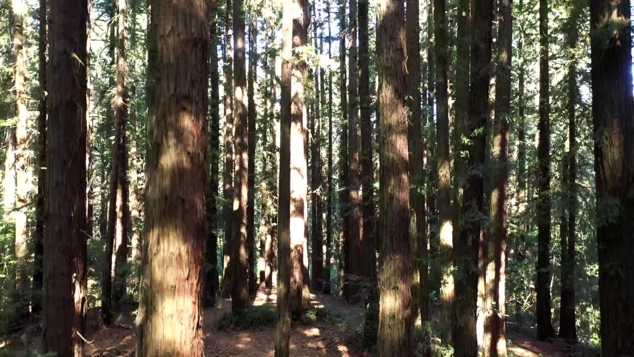 숲의 나무 꼭대기로 올라가면서 천천히 고도를 얻습니다.