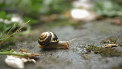 a snail closeup in the garden