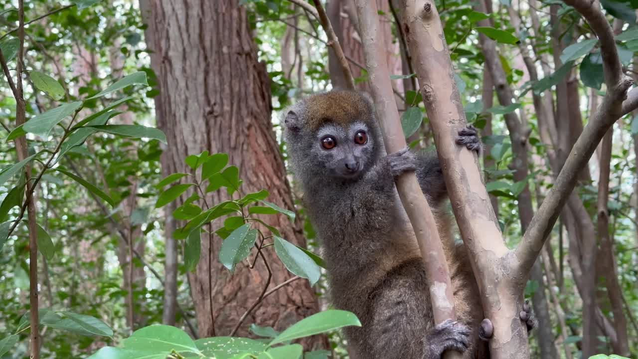 Lemure dal naso largo orientale (Hapalemur griseus) che salta sui rami degli alberi. Madagascar.