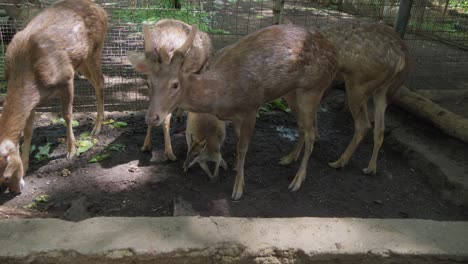 red-necked wallabies and javan rusa deer spending time together in a shared enclosure