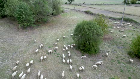 Aerial-view-of-sheep-herd-grazing-in-field-of-town-hall-of-ferreira-de-panton,-lugo,-spain