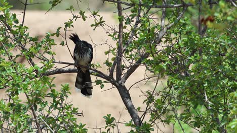 spectacular levaillant cuckoo bird hops from branch to branch in tree