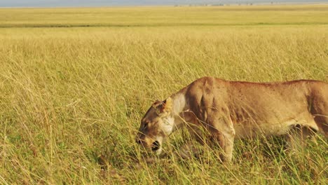 Cámara-Lenta-De-Leones-Caminando,-Leonas-Merodeando-Y-Cazando-En-Pastos-Largos-Y-Altos,-Animales-Africanos-En-Safari-De-Vida-Silvestre-En-Pastos-En-Masai-Mara,-Kenia,-Cerca-Del-Cardán-De-Seguimiento-De-Steadicam-Después-Del-Disparo