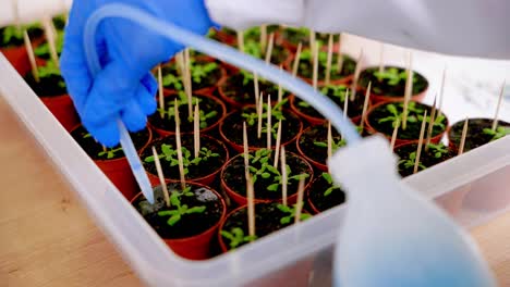 primer plano de un científico pone una preparación en muestras de plantas